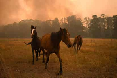 Alrededor de 10 mil camellos y caballos salvajes serán sacrificados desde hoy y durante toda la semana en Australia. (ARCHIVO)