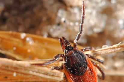 La enfermedad de lyme es un padecimiento causado por la mordedura de las garrapatas de patas negras, conocida como la garrapata de los ciervos.  (ARCHIVO)