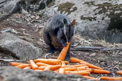 Australia está lanzando desde helicópteros miles de kilos de tubérculos para animales hambrientos como consecuencia de la destrucción de su hábitat por los incendios. (EFE) 