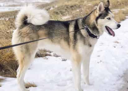 Aunque los perros Alaskan malamute y husky siberiano a primera instancia parecen ser muy parecidos, lo cierto es que cuentan con una serie de diferencias que incluso puede llegar a cambiar en su totalidad la forma en la que viven. (ARCHIVO)