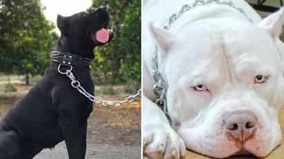 Para algunas personas el collar de castigo para perros sigue siendo una opción durante el adiestramiento (e incluso después) del can. Sin embargo, hay sitios donde inclusos estos han sido prohibidos debido a que ocasionan más problemas que beneficios. (ESPECIAL) 

