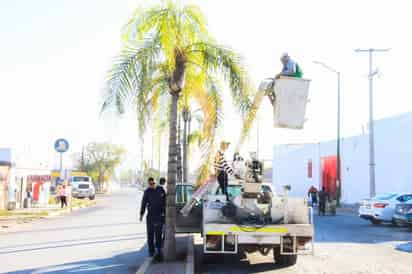 Se realizaron trabajos de poda en la calzada Victoria. (EL SIGLO DE TORREÓN)