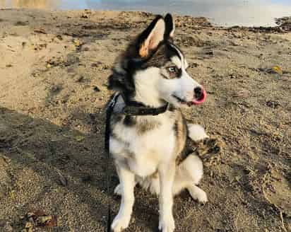 Esta raza se originó en Estados Unidos, y aunque aún no ha sido catalogado como raza (por lo que aún no cuentan con pedigree) ya hay un gran número de seguidores de ellos debido a su apariencia que lo hace lucir como un eterno cachorro. (ESPECIAL)