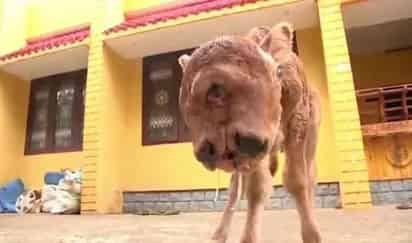 El ternero nació con bicefalia (CAPTURA)