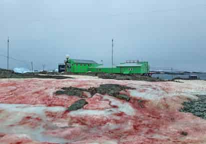 Científicos ucranianos se sorprendieron cuando al despertar el lunes descubrieron que la nieve alrededor de su estación se había vuelto roja como la sangre. (ESPECIAL) 