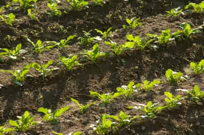 Los directivos de la Organización de las Naciones Unidas para la Alimentación y la Agricultura (FAO), Qu Dogyu y del Fondo Mundial para la Naturaleza (WWF por sus siglas en inglés), Marco Lamberti, analizaron temas como la biodiversidad, el cambio climático, la agricultura y los sistemas alimentarios. (ARCHIVO) 