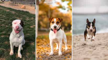 Se le denomina Terrier a un grupo de perros que aunque comparten un origen en común, pueden poseer características físicas totalmente distintas. (ESPECIAL)