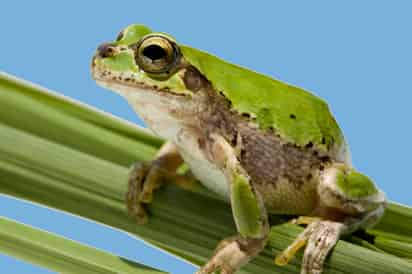 Investigadores descubrieron una nueva especie de rana arborícola endémica del estado de Guerrero; será nombrada con el apellido del investigador Óscar Flores Villela. (ARCHIVO) 