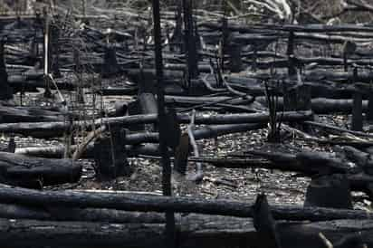 Ecosistemas como la selva amazónica y los arrecifes coralinos del Caribe sufrirían un colapso y desaparecerían en pocas décadas si se supera un determinado punto de no retorno. (ARCHIVO) 