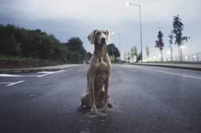 Los perros Weimaraner o Braco de Weimar es considerado uno de los perros más elegantes y debido a su figura estilizada y espectacular belleza. (ARCHIVO)