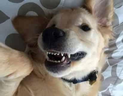Hace no mucho tiempo, un Golden Retriever llamado Wesley se hizo viral en redes sociales luego de que su familia compartiera una foto de él mostrando su nuevos brackets. (ESPECIAL)