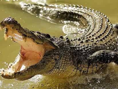 Los residentes saben que hay una gran cantidad de cocodrilos viviendo en ese río. (INTERNET)