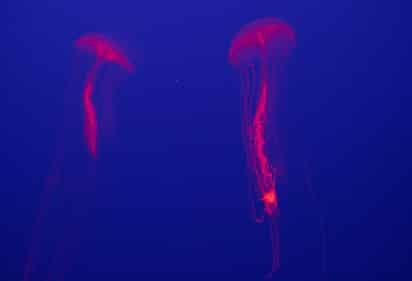 Organismos de especies marinas, originarias de Yucatán, contienen moléculas que podrían cooperar con el desarrollo de nuevos fármacos, de acuerdo a recientes estudios de la Universidad Nacional Autónoma de México (UNAM). (ARCHIVO)