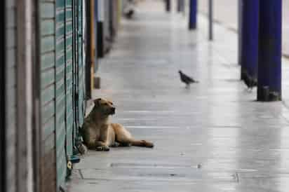 Autoridades no intervienen porque el animal estaba dentro de propiedad privada. (CAPTURA)