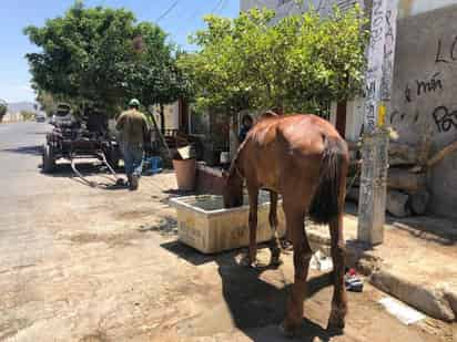 El animal fue ubicado en estado de desnutrición y se impidió a sus propietarios ponerlo a trabajar. (CORTESÍA)