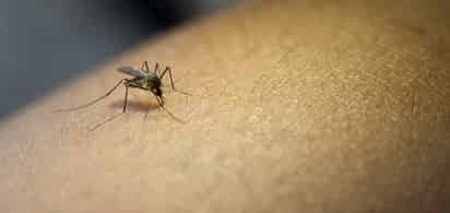 Algunos insectos pueden transmitir la bacteria, especialmente durante el verano. (ARCHIVO)
