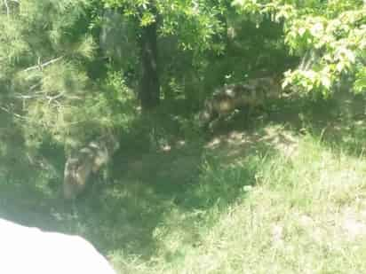 Durante la cuarentena, una loba tuvo varios cachorros, los cuales se encuentran en resguardo en la madriguera.