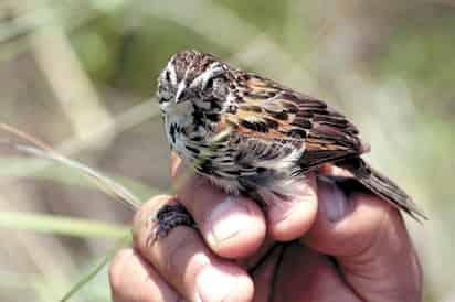 Dispersan semillas, polinizan flores y consumen insectos o roedores que podrían convertirse en plagas.