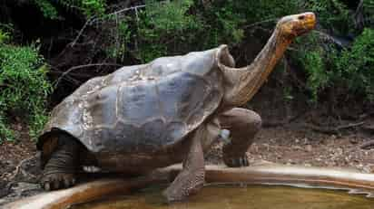 Fue capturada en 1933 para el proyecto de conservación de su especie Chelonoidis hoodensis (ESPECIAL) 