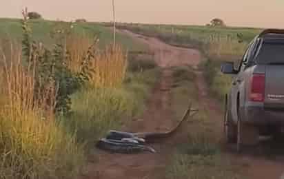 Testigos piensan que el animal estaba al asecho tras comerse a una presa cerca de la carretera en Brasil (CAPTURA) 