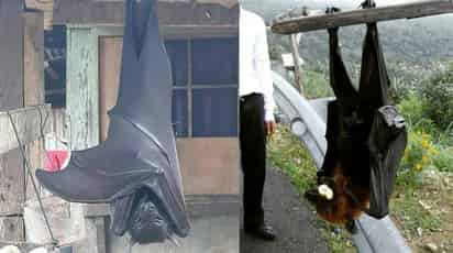 Al ejemplar se le conoce también como 'zorro volador', debido a la semejanza facial que comparte con estos animales (CAPTURA)