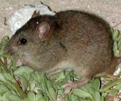 Investigadores del Instituto Catalán de Paleoecología Humana y Evolución Social (IPHES) y de la Universidad Rovira i Virgili (URV) de Tarragona (noreste) han descubierto en Marruecos una nueva especie extinta de roedor de grandes dimensiones que vivió hace unos 2.6 millones de años. (ARCHIVO)