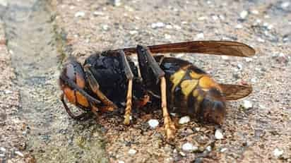 Ante las posibilidades de que el avispón asiático se acerque a México, una especialista de la Universidad Nacional Autónoma de México (UNAM) instó a la población a distinguir las diferencias entre esta especie y las abejas nativas para evitar su destrucción, pues esta especie es la responsable del 75% de la polinización de frutas y verduras en el mundo. (ESPECIAL) 