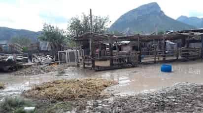 Muebles, aparatos eléctricos, ropa y animales como cerdos y borregos, terminaron bajo el agua. (EL SIGLO DE TORREÓN)