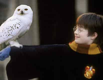 Tour y festival en CDMX para celebrar cumpleaños de Harry Potter. (INSTAGRAM)