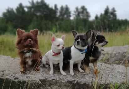 Los perros chihuahueños,  pertenecen a las razas más antiguas de América. Originario de México, se caracteriza por ser de los más pequeños del mundo. Su nombre significa “lugar árido y arenoso” en la lengua de los rarámuri. (INSTAGRAM)
