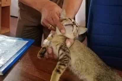 El animal portaba la droga en una bolsa que tenía atada a su cuello (CAPTURA) 