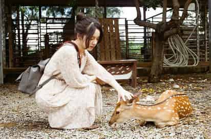El también llamado Cervus Nippon, es conocido por su carácter dócil, su facilidad cómo cría y necesidades posibles de cumplir en un ambiente adecuado.  (ESPECIAL)