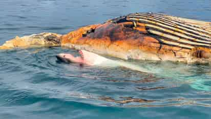 Videos compartidos por la Atlantic White Shark Conservancy. (INTERNET)