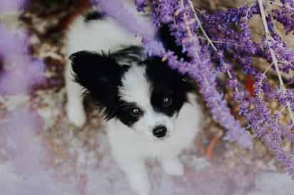 
Según Canie Journal, la endogamia, definido como la selección de una cría entre perros de una raza específica, disminuye notariamente su esperanza de vida, aunado el minúsculo tamaño de estos canes, se reduce considerablemente. (ESPECIAL)