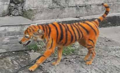 Las imágenes del can pintado como tigre se difundieron a través de una página animalista en Facebook (CAPTURA) 