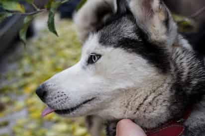 Los perros husky son animales muy bellos, llamativos y encantadores. Con unos ojos penetrantes y apariencia que recuerda a la de un lobo. (ESPECIAL)