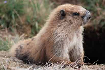 Un equipo de investigación europeo ha descubierto que las marmotas alpinas que viven en los Pirineos catalanes y franceses se comunican con gritos en dialectos diferentes. (ESPECIAL) 