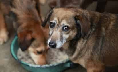 En un video registrado por la mujer, sus vecinos alegan que la practica de ésta que consiste en alimentar perros, 'genera ratos en sus casas' (CAPTURA) 