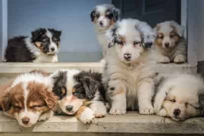 Los parásitos en los perros son bastante comunes principalmente las pulgas, garrapatas y gusanos internos que pueden afectar distintas partes del cuerpo del animal. (ESPECIAL)