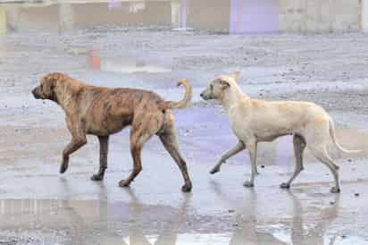 El titular de Prevención Social reconoció que se tiene que darles una oportunidad de vida a los perros que están en las calles.