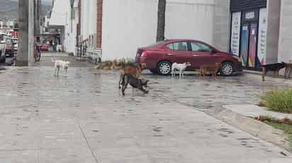 En el estado de Coahuila, mil 239 personas han sido atacadas en este año por perros. Son 695 hombres y 544 mujeres. (EL SIGLO DE TORREÓN)