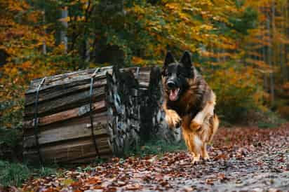 Las mordidas de perros ocurren , esto puede pasar con uno desconocido hasta con el tuyo. (ESPECIAL)