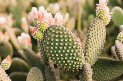 La raíz del nopal ayuda a combatir o prevenir distintas enfermedades. (ARCHIVO)