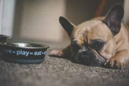 Por lo general, el pollo es un alimento que los perros disfrutan mucho, además de proporcionarles beneficios significativos para su salud. (ESPECIAL)