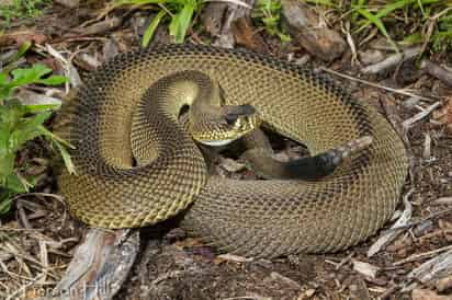 La mutación de un gen en la serpiente del maíz ha permitido a un grupo de científicos de la Universidad de Ginebra (UNIGE) entender el origen de los distintos colores y patrones presentes en la piel de todas las especies vertebradas. (ARCHIVO) 