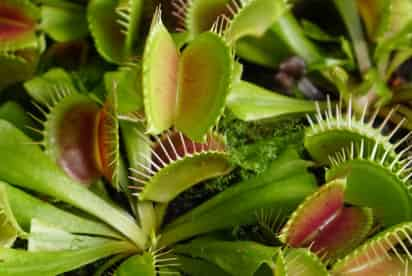 La planta carnívora Dionaea muscipula, comúnmente llamada venus atrapamoscas, posee una memoria para detectar sus presas y encerrarlas entre sus hojas, pero sin un cerebro ni un sistema nervioso, ¿cómo es capaz de activar esta eficaz trampa? (ESPECIAL) 
