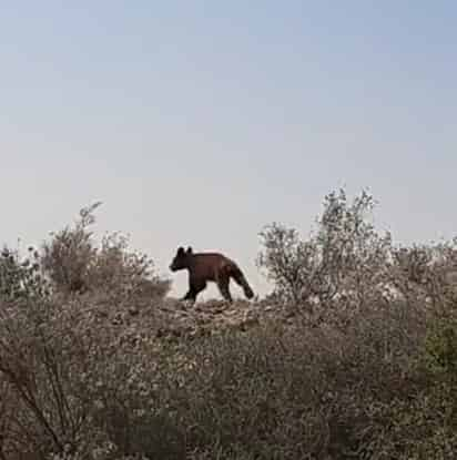 Protección Civil exhorta a no tratar de atrapar a los osos, no darles de comer y reportar el hecho a las autoridades.