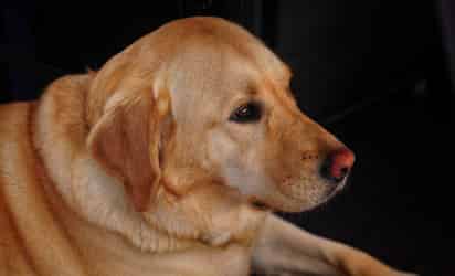 La artritis se presenta en los perros con más frecuencia de lo que muchos pensarían. Uno de cada cinco sufre esa enfermedad, además, ese número se ha multiplicado en los últimos años debido al sobrepeso que padece la mitad de la población perruna urbana. (ESPECIAL)
