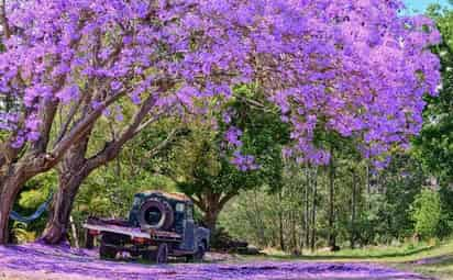 Las jacarandas son árboles con flores moradas que inundan las calles cada primavera otorgando un escenario colorido  pintoresco, sin embargo, sus múltiples propiedades son poco conocidas. 
(ESPECIAL) 