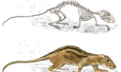 La prueba más temprana del comportamiento social de los mamíferos se remonta a la era de los dinosaurios, según estudio de paleontólogos en Estados Unidos y publicado en la revista Nature Ecology & Evolution. (ESPECIAL)